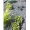 42x Ardennensplitt grau 20-40mm 25kg
